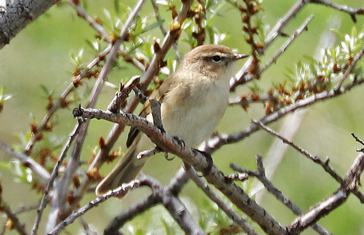 Caucasian (Mountain) Chiffchaff, Sevan, Armenia, May 2018