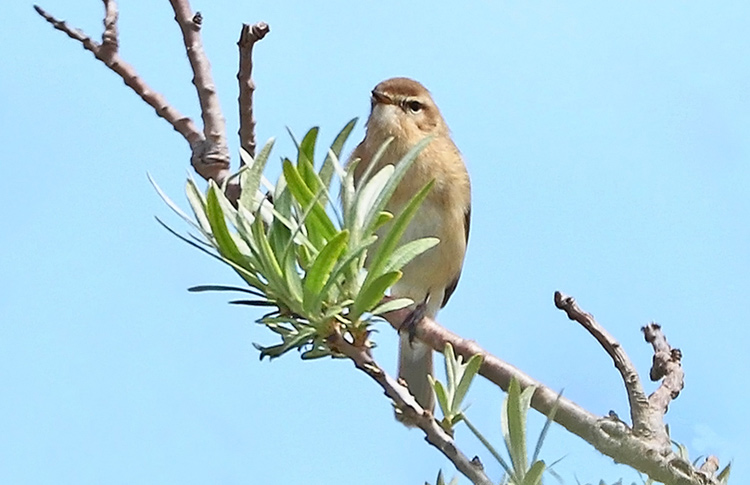 Caucasian (Mountain) Chiffchaff, Sevan, Armenia, May 2018
