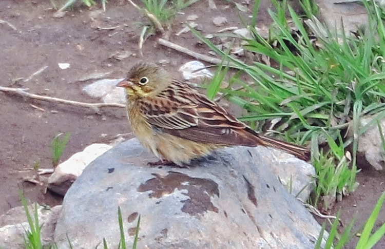 Ortolan, Armenia, May 2018