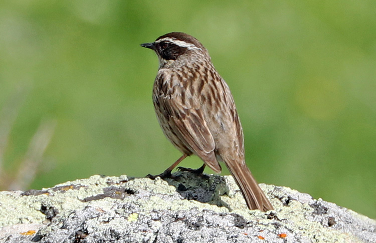 Radde's Accentor, Mt Agarats, Armenia, May 2018