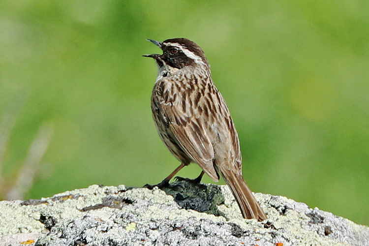 Radde's Accentor, Mt Agarats, Armenia, May 2018