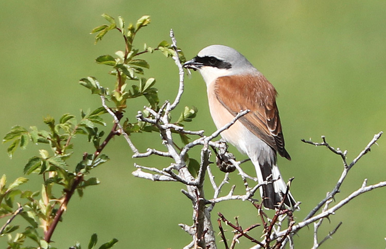 Red-backed Shrike, Armenia, May 2018