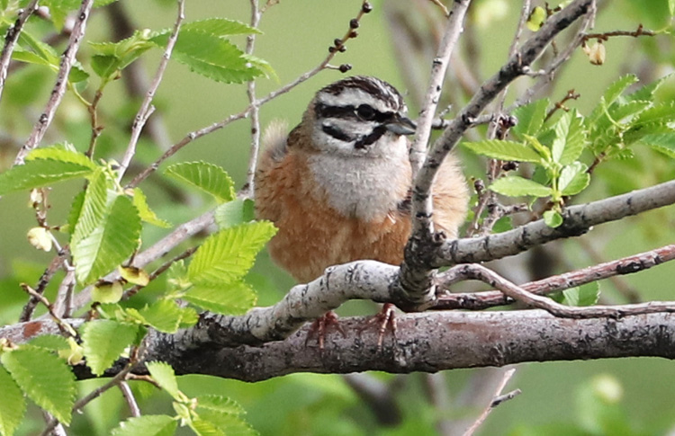 Rock Bunting, Armenia, May 2018
