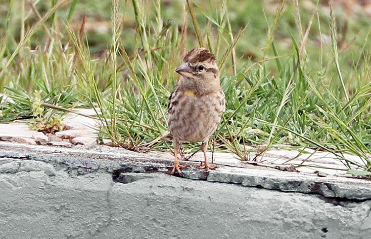 Rock Sparrow, Vedi, Armenia, May 2018