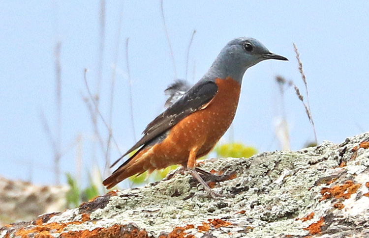 Rock THrush, Sisian, Armenia, May 2018