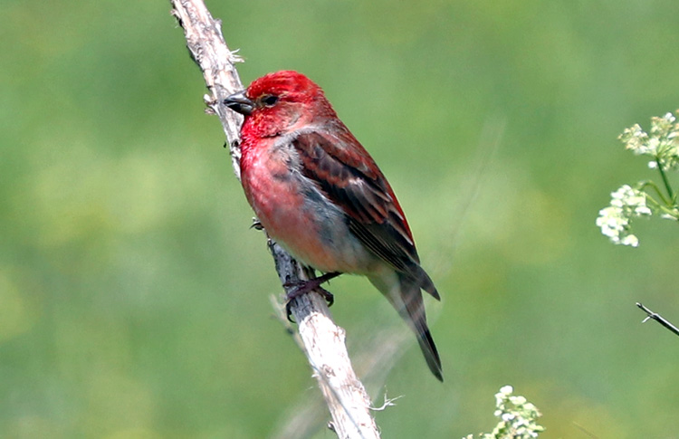 Common Rosefinch, Sisian, Armenia, May 2018