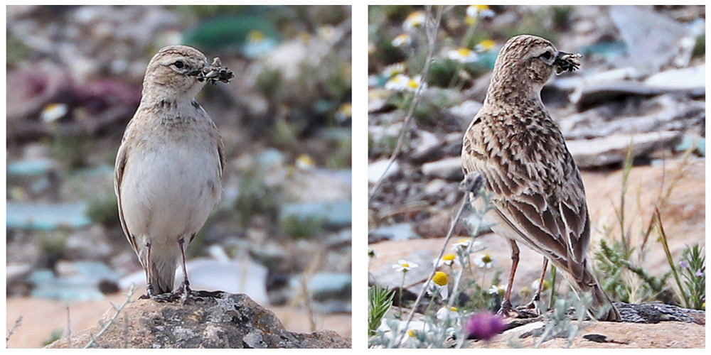 Short-toed Lark. Armash Hills, Armenia, May 2018