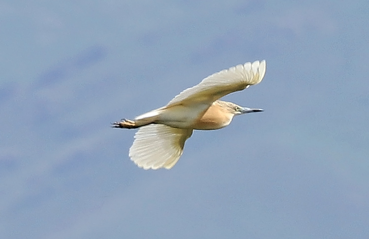 Squacco Heron, Lake Sevan,  Armenia , May 2018