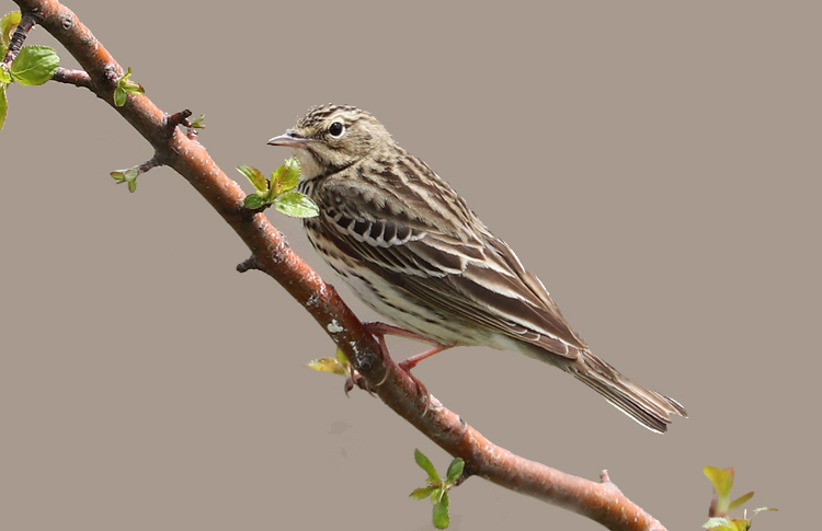 Tree Pipit, Sisian, Armenia, May 2018