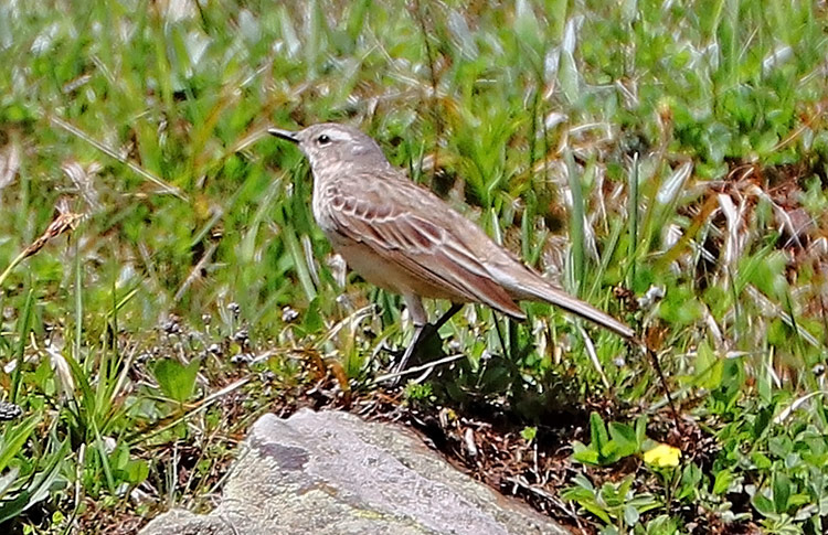 Water Pipit, Pambak, Armenia, May 2018