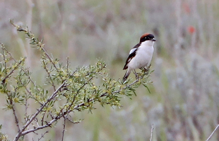 Woodchat Shrike, Vedi, Armenia, May 2018