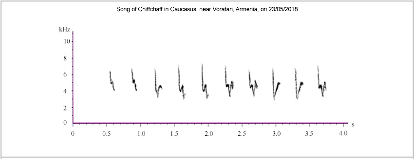 Sonograms of Chiffchaff song from Armenia