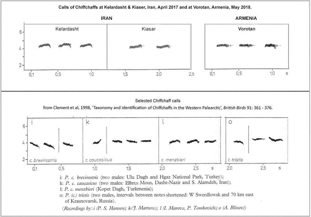 Sonograms of Chiffchaff subspecies calls