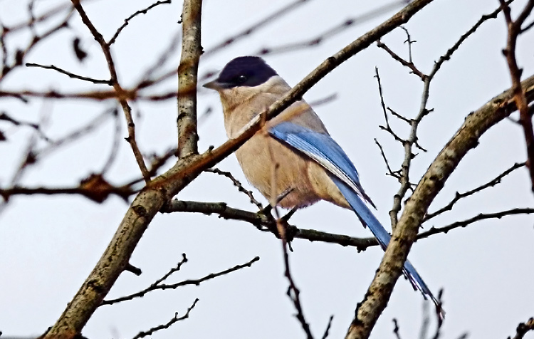 Azure-winged Magpie
