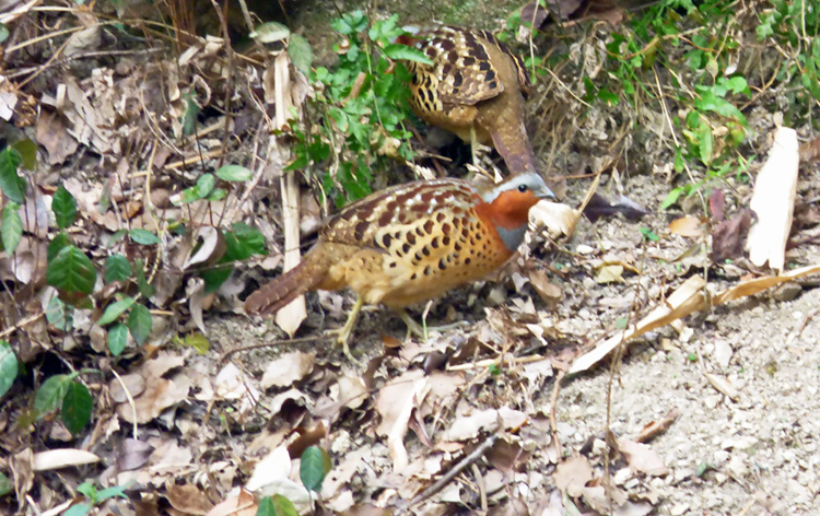 Chinese Bamboo Partridge