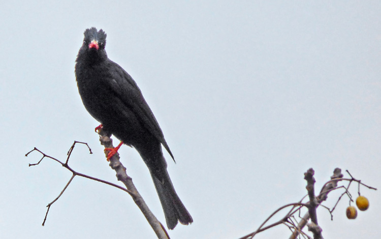 Black Bulbul