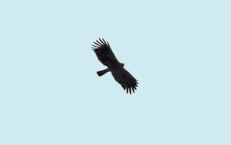 Black Eagle