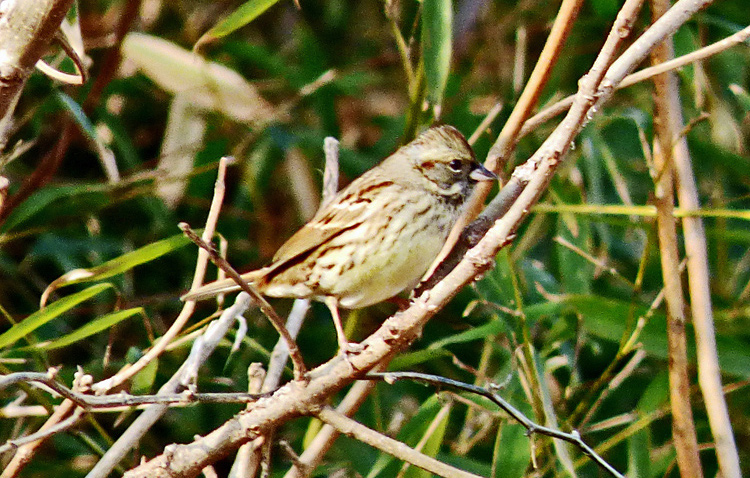 Black-faced Bunting