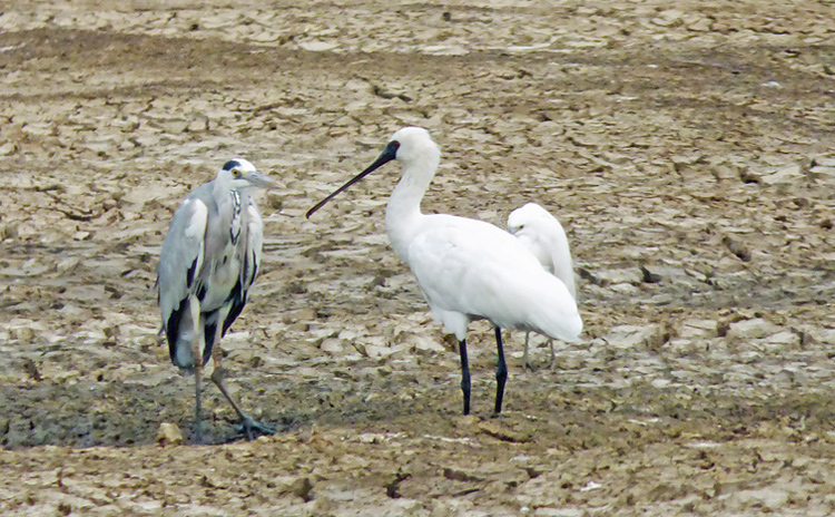 Black-faced Spoonbill