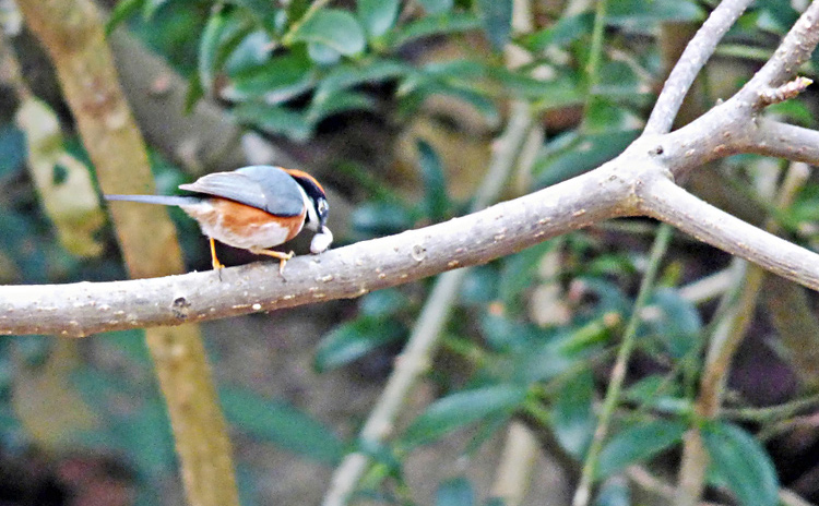 Black-throated Tit