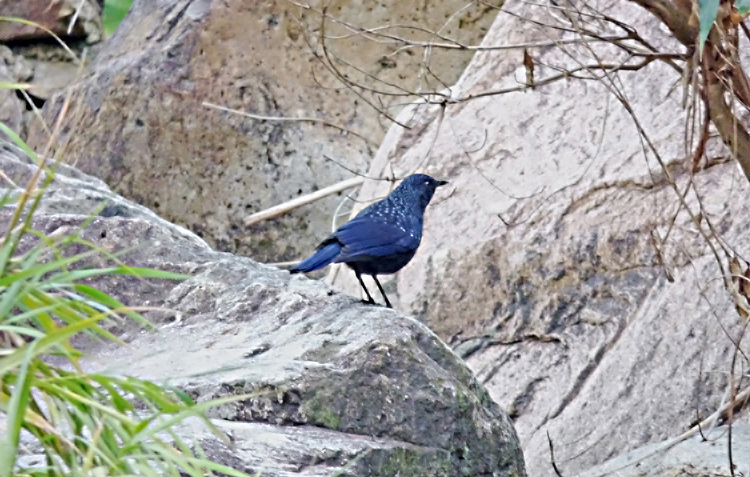 Blue Whistling-thrush
