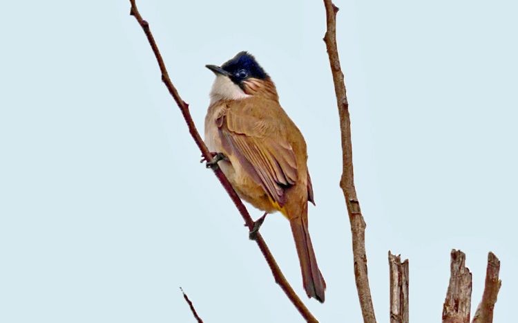 Brown-breasted Bulbul