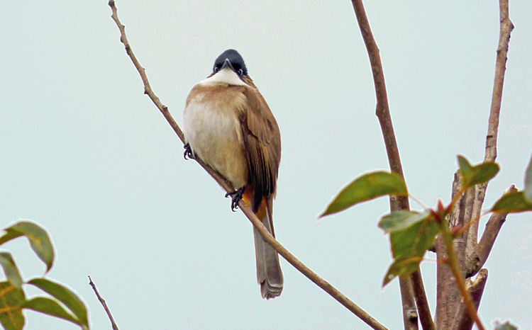 Brown-breasted Bulbul