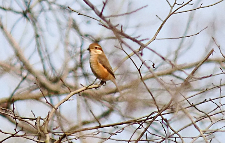 Bull-headed Shrike