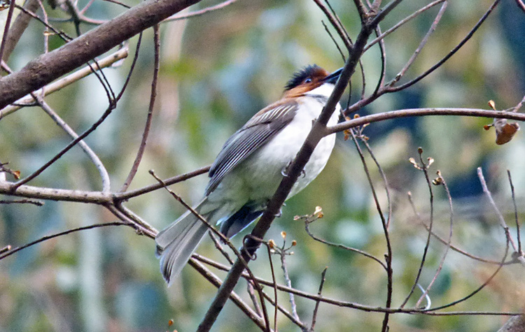 Chestnut Bulbul