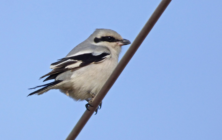 Chinese Grey Shrike