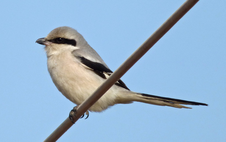 Chinese Grey Shrike