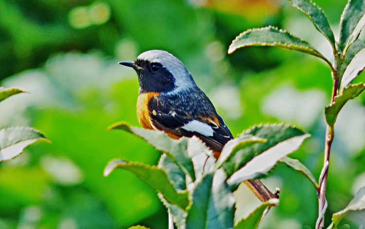 Daurian Redstart