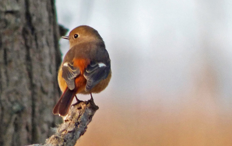Daurian Redstart (female)