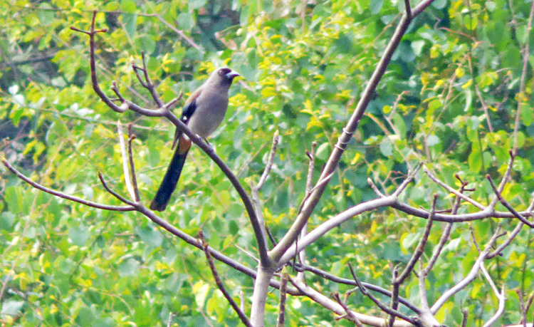 Grey Treepie