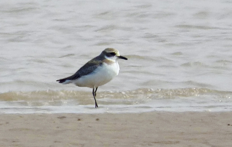 Greater Sandplover