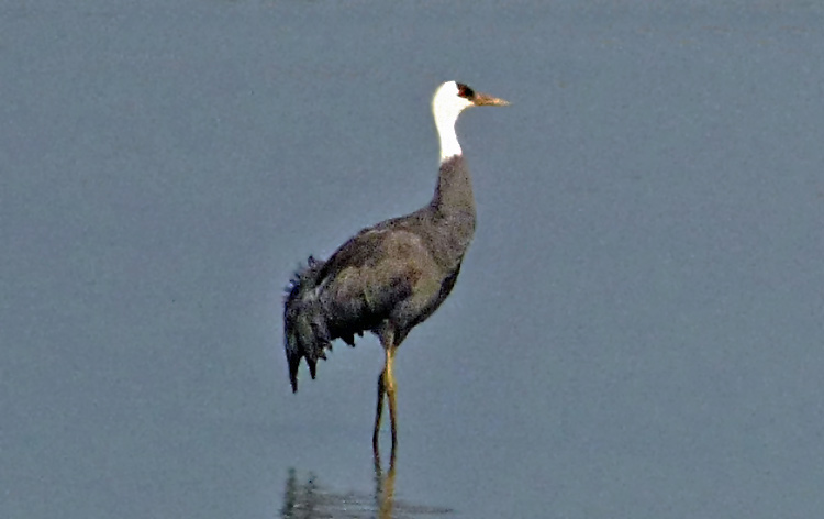 Hooded Crane