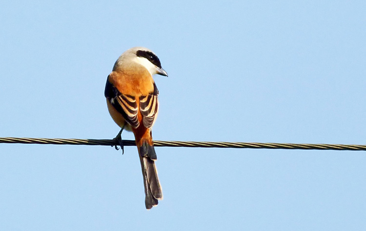 Long-tailed Shrike