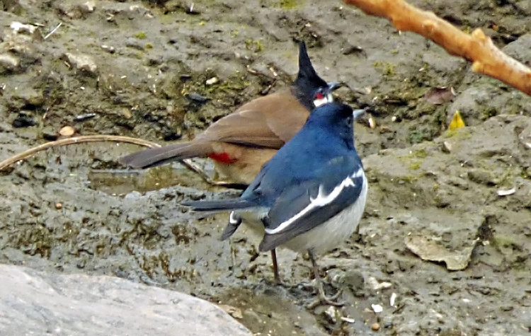 Oriental Magpie-robin & Red-whiskered Bulbul