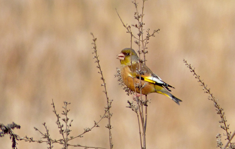 Oriental Greenfinch