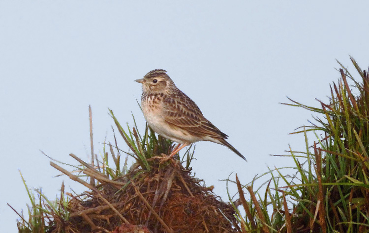 Oriental Skylark