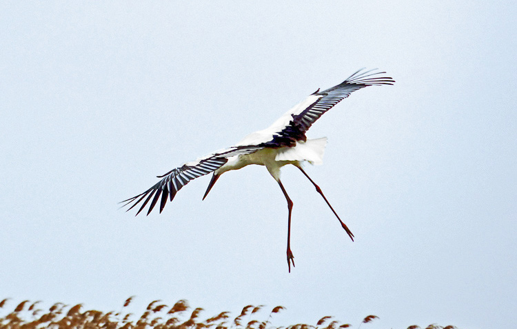 Oriental Stork