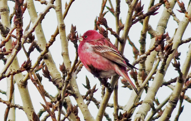 Pallas's Rosefinch