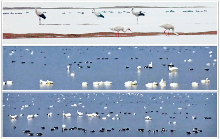 Poyang waterbirds