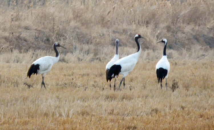 Red-crowned Cranes
