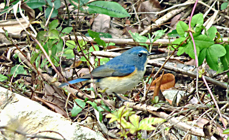 Red-flanked Bluetai