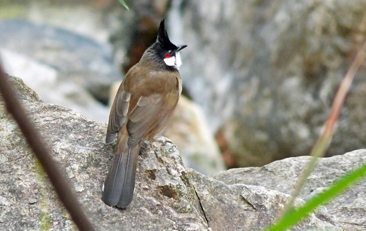 Red-whiskered Bulbul