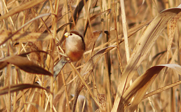 Reed Parrotbill