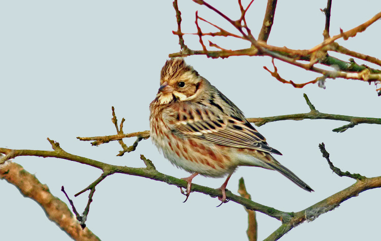 Rustic Bunting