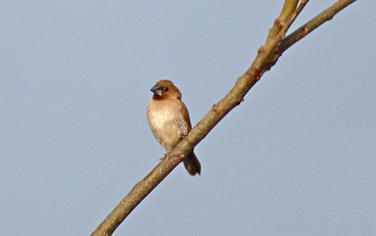 Scaly-breasted Munia