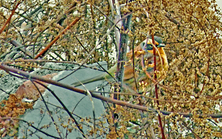 Siberian Accentor